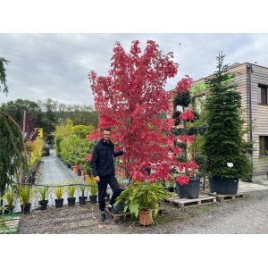 Javor freemanov (Acer Freemanii) (JEFFERSRED) ´AUTUMN BLAZE´® - výška 250-300 cm, C350L - VIACKMENNÝ